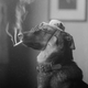 Illustration for article titled Even In The 1900s, Humans Were Obsessed With Photos Of Dogs In Clothes